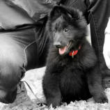 Je cherche quelle bétise faire